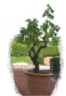 planter une vigne dans un pot