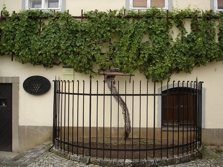 planter une vigne contre un mur